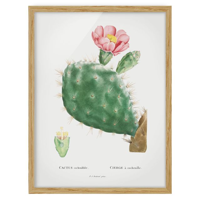 Wanddeko Esszimmer Botanik Vintage Illustration Kaktus Rosa Blüte