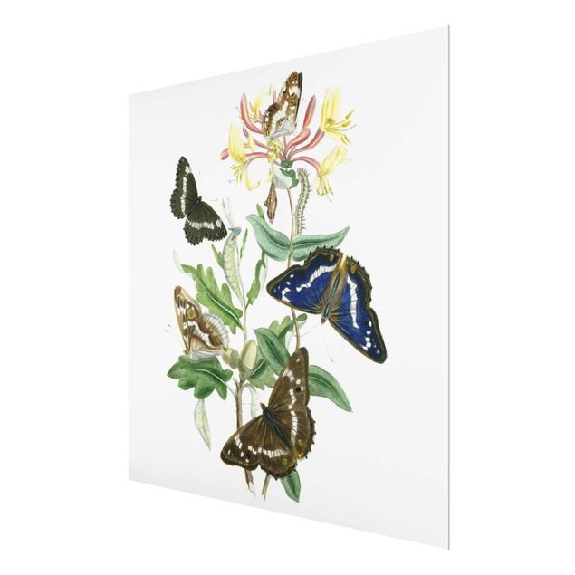 Wandbilder Schmetterlinge Britische Schmetterlinge IV