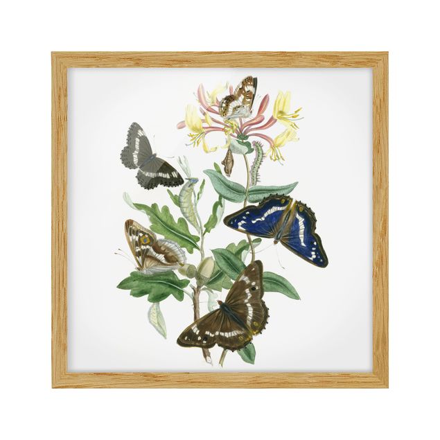 Wohndeko Blume Britische Schmetterlinge IV