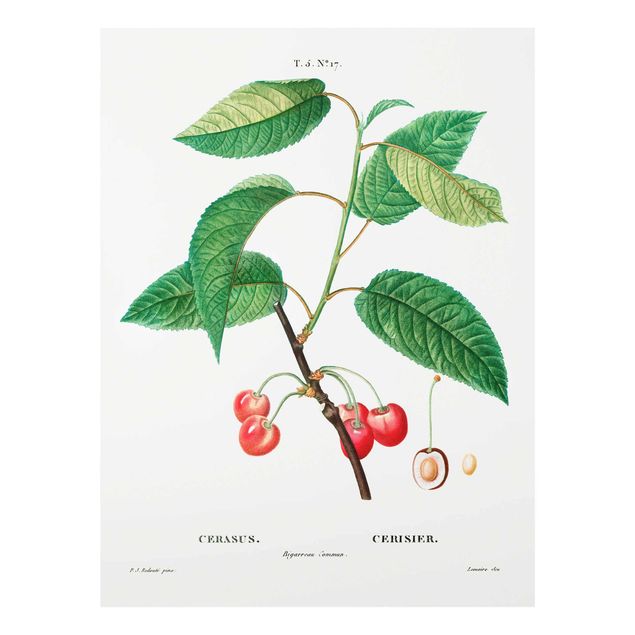 Wanddeko Pflanzen Botanik Vintage Illustration Rote Kirschen