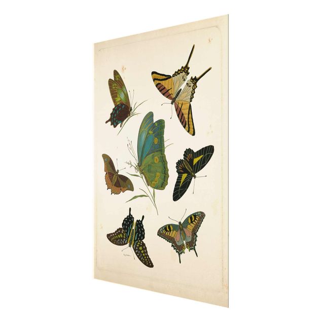 Wanddeko Treppenhaus Vintage Illustration Exotische Schmetterlinge