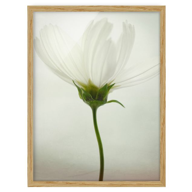Deko Blume Weiße Cosmea
