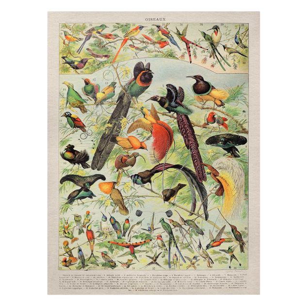 Wanddeko Esszimmer Vintage Lehrtafel Paradiesvögel