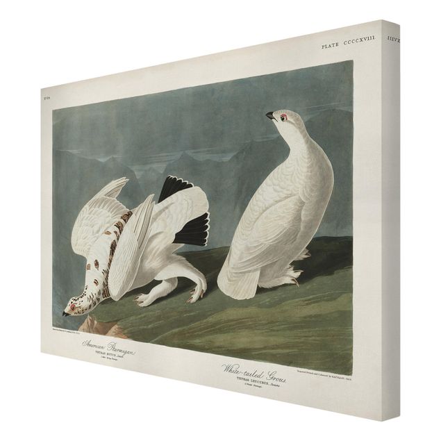 Leinwandbilder Vögel Vintage Lehrtafel Moorschneehuhn