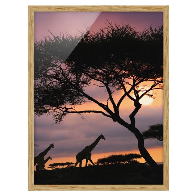 Wandbilder Giraffen Safari in Afrika
