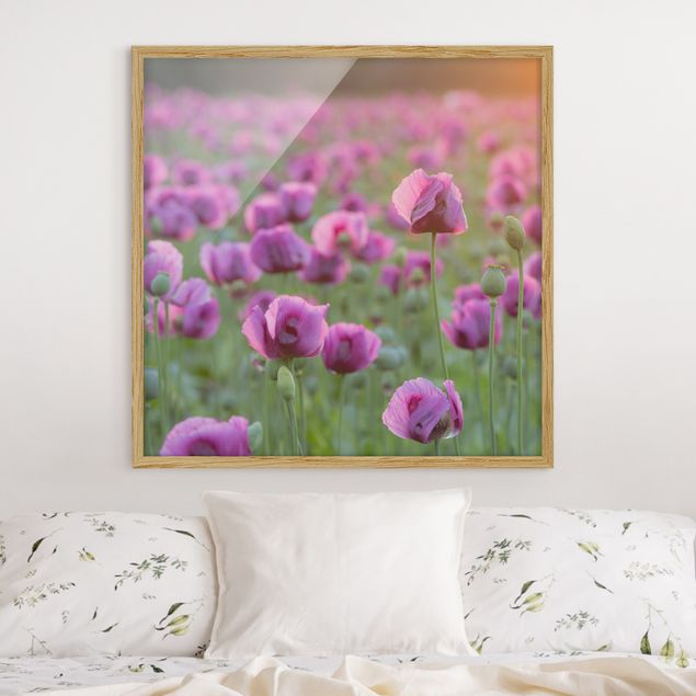 Wandbilder Mohnblumen Violette Schlafmohn Blumenwiese im Frühling