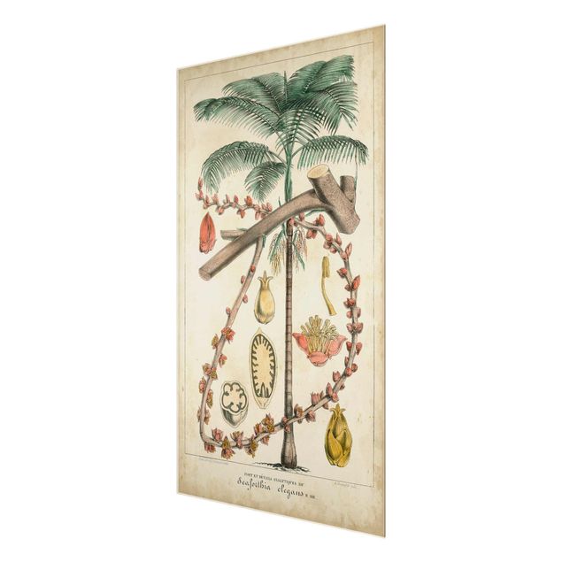 Deko Pflanzen Vintage Lehrtafel Exotische palmen II