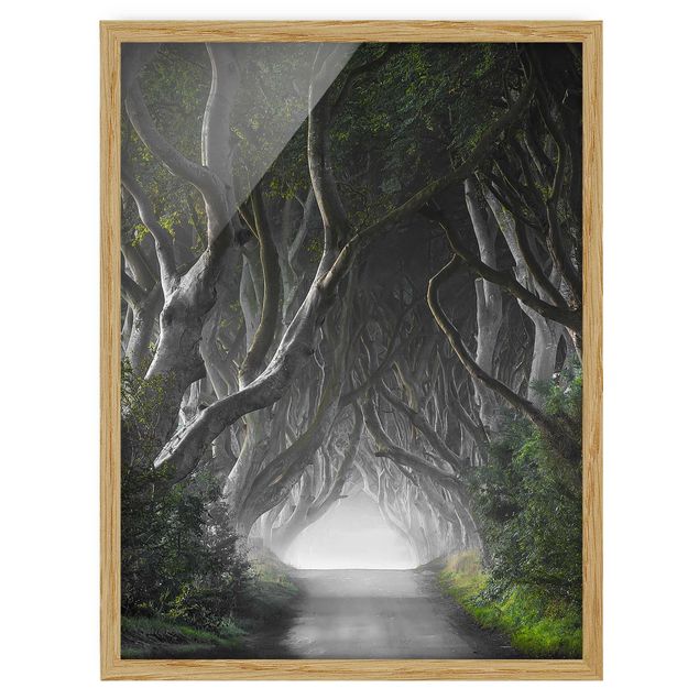Wanddeko Flur Wald in Nordirland