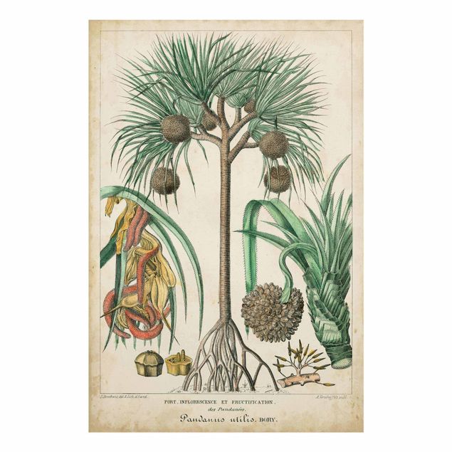 Wanddeko Büro Vintage Lehrtafel Exotische palmen I