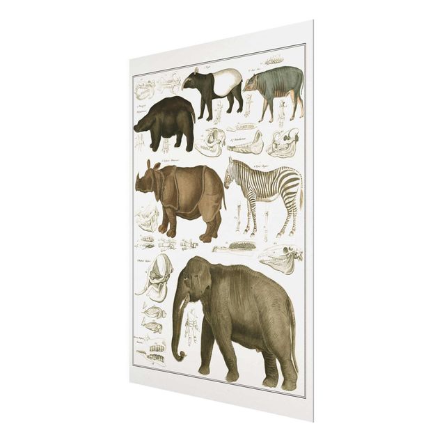 Wanddeko Esszimmer Vintage Lehrtafel Elefant, Zebra und Nashorn