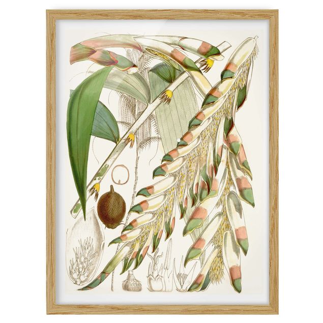 Wanddeko Flur Vintage Illustration Tropische Blüten III