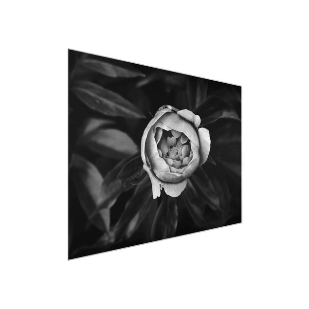 Wanddeko Blume Pfingstrosenblüte vor Blättern Schwarz Weiß