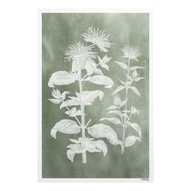 Wanddeko Pflanzen Vintage Illustration Salbei III
