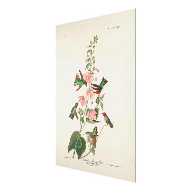 Wohndeko Pflanzen Vintage Lehrtafel Kolumbianische Kolibris