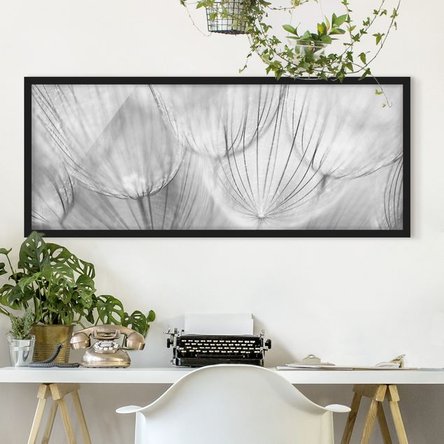 Wanddeko Botanik Pusteblumen Makroaufnahme in schwarz weiß