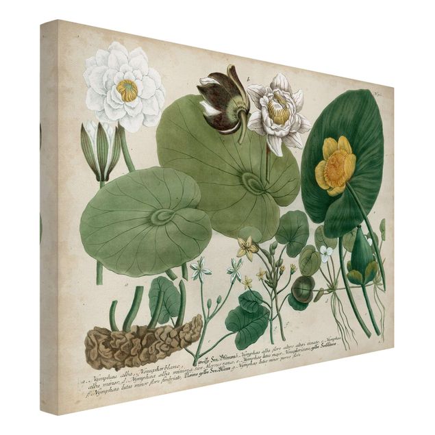 Wohndeko Blume Vintage Illustration Weiße Wasserlilie