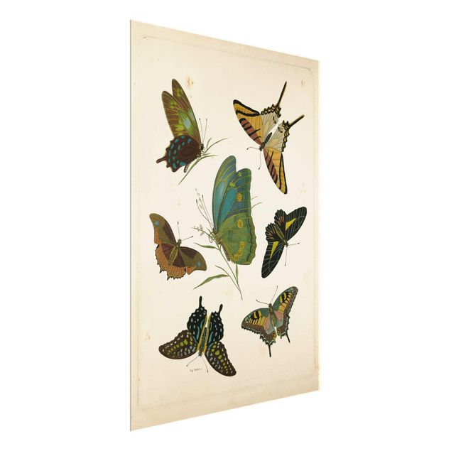 Wanddeko Büro Vintage Illustration Exotische Schmetterlinge