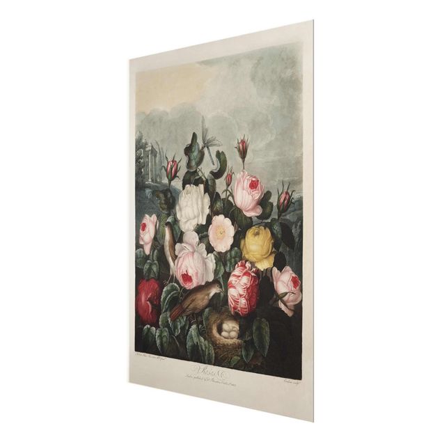 Wanddeko rosa Botanik Vintage Illustration Rosen