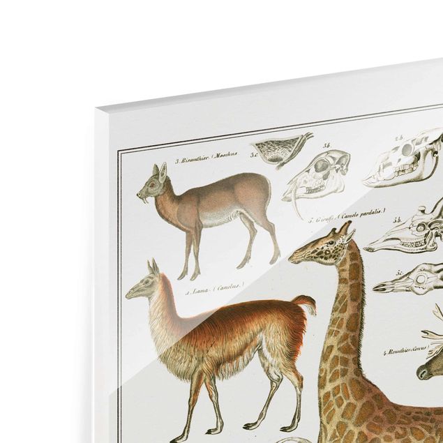 Wanddeko Büro Vintage Lehrtafel Giraffe, Kamel und Lama