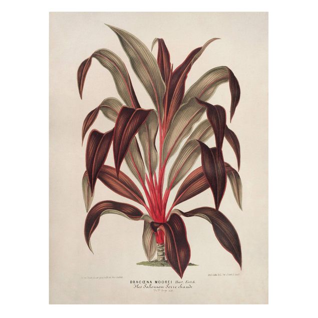 Wanddeko Flur Botanik Vintage Illustration Drachenbaum