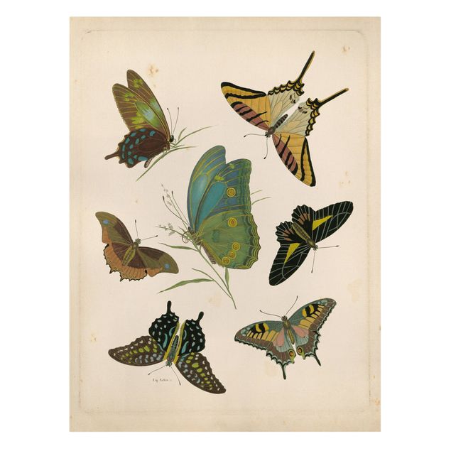 Wanddeko Büro Vintage Illustration Exotische Schmetterlinge