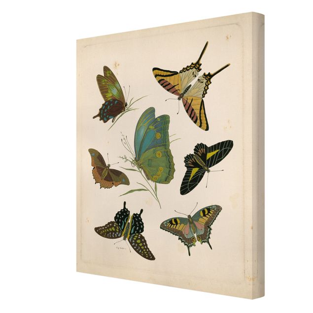 Schmetterlinge Leinwand Vintage Illustration Exotische Schmetterlinge