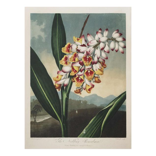 Wanddeko Büro Botanik Vintage Illustration Ingwer mit Blüte
