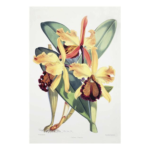 Wohndeko Blume Walter Hood Fitch - Orchidee
