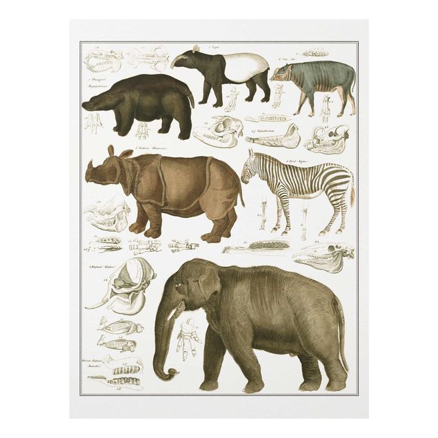 Wanddeko Flur Vintage Lehrtafel Elefant, Zebra und Nashorn