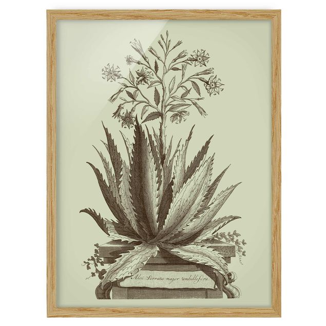 Wanddeko Flur Vintage Aloe Serrata