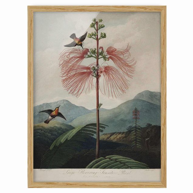 Wanddeko Esszimmer Botanik Vintage Illustration Blüte und Kolibri