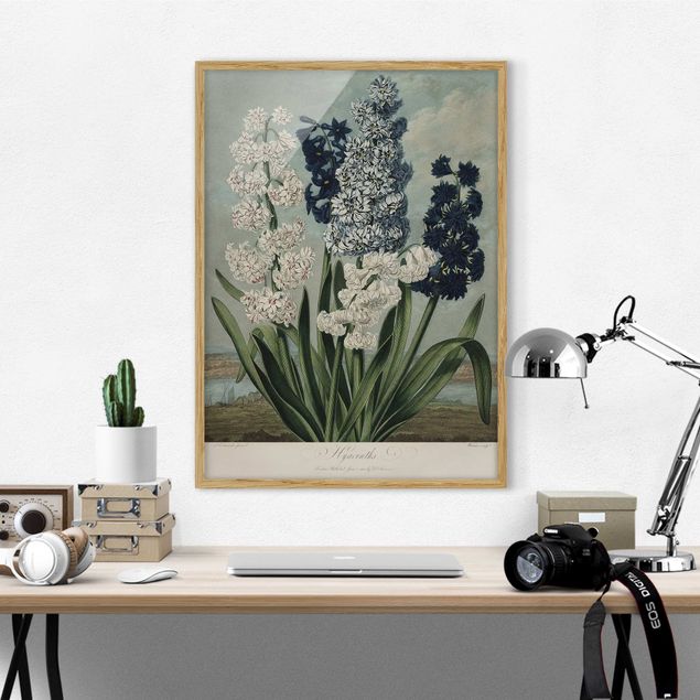 Wanddeko Wohnzimmer Botanik Vintage Illustration Blaue und weiße Hyazinthen