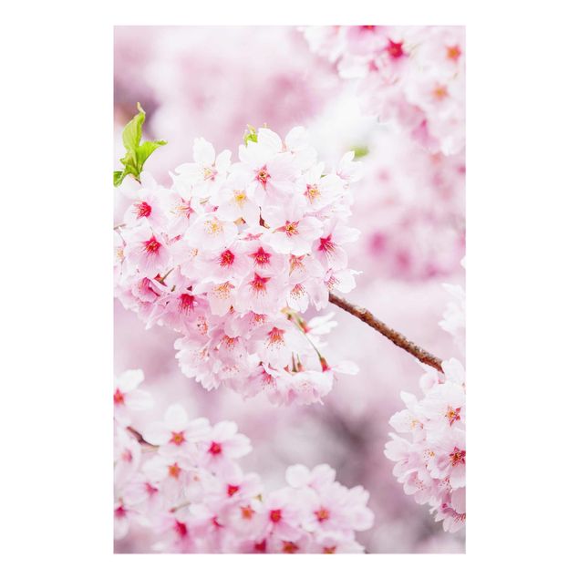 Wanddeko Kirschblüte Japanische Kirschblüten