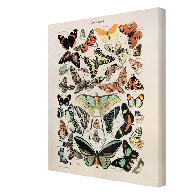 Schmetterlinge Leinwand Vintage Lehrtafel Schmetterlinge und Falter