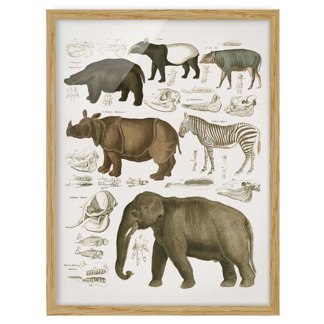Wanddeko Wohnzimmer Vintage Lehrtafel Elefant, Zebra und Nashorn