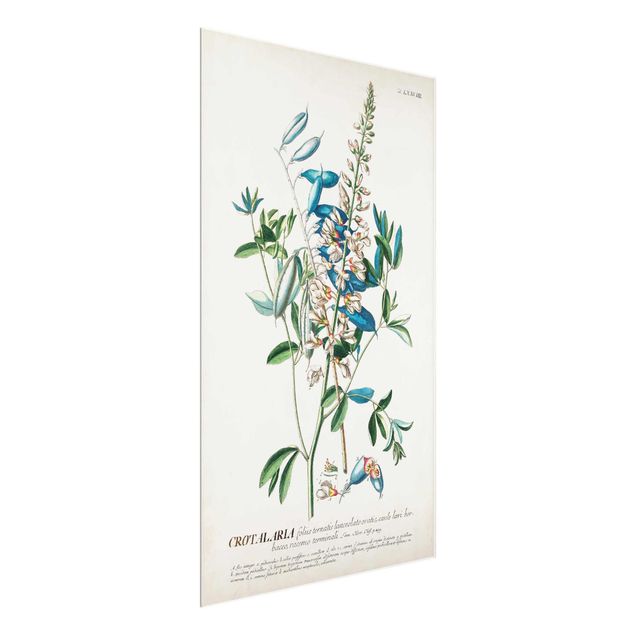 Wanddeko Flur Vintage Botanik Illustration Hülsenfrüchte