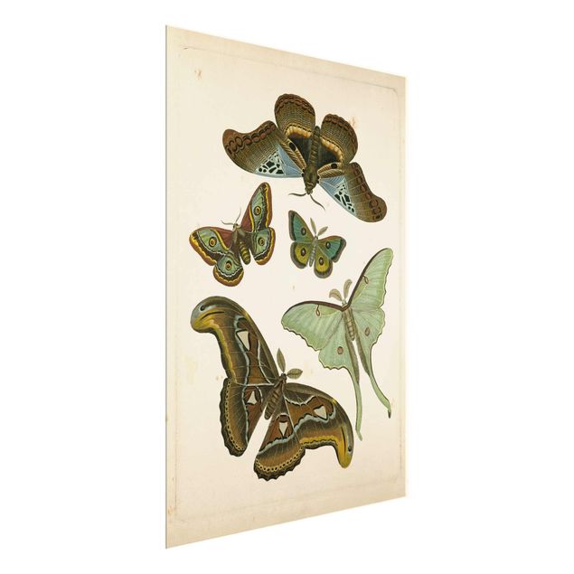 Wanddeko Esszimmer Vintage Illustration Exotische Schmetterlinge II