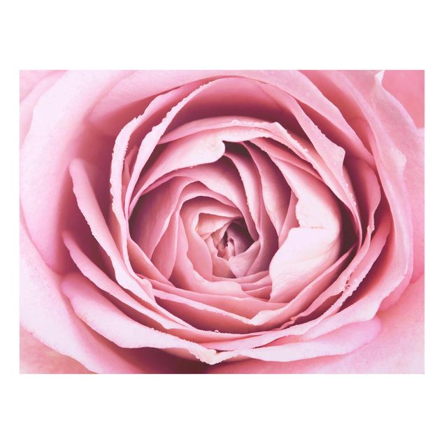 Wanddeko Flur Rosa Rosenblüte