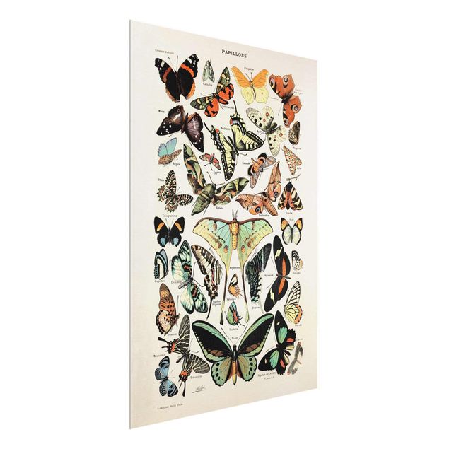 Wanddeko Büro Vintage Lehrtafel Schmetterlinge und Falter