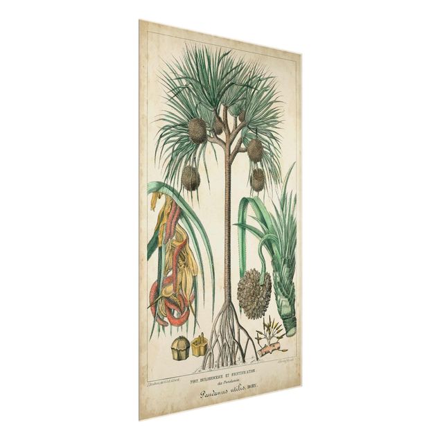 Wanddeko grün Vintage Lehrtafel Exotische palmen I