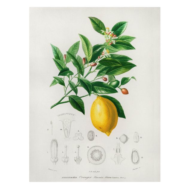 Wanddeko Pflanzen Botanik Vintage Illustration Zitrone