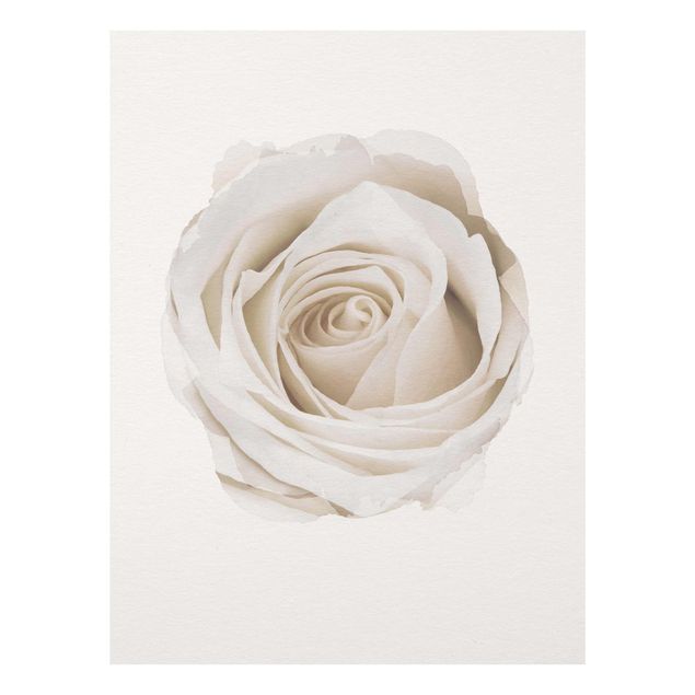 Wanddeko Flur Wasserfarben - Pretty White Rose
