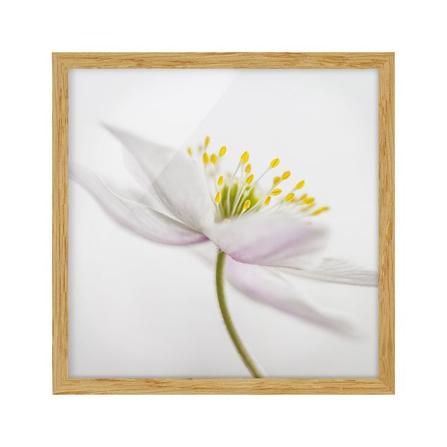 Wanddeko Blume Nemorosa