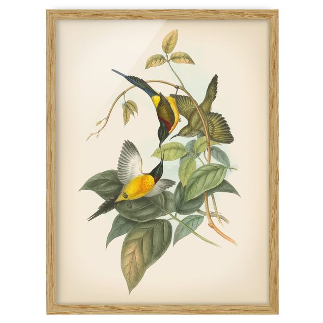 Wanddeko Esszimmer Vintage Illustration Tropische Vögel IV
