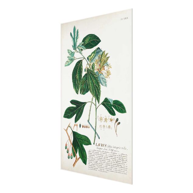 Wanddeko Gewürze & Kräuter Vintage Botanik Illustration Lorbeer