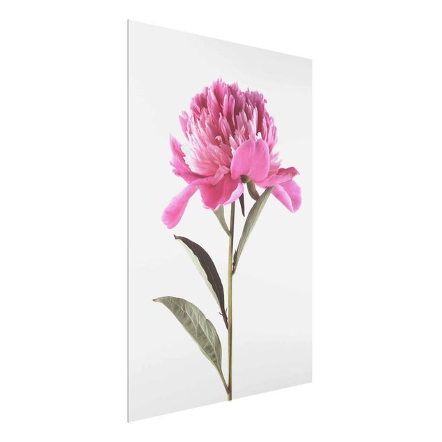 Wohndeko Blume Blühende Pfingstrose Pink auf Weiß