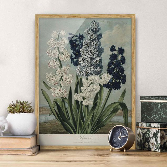 Wanddeko blau Botanik Vintage Illustration Blaue und weiße Hyazinthen