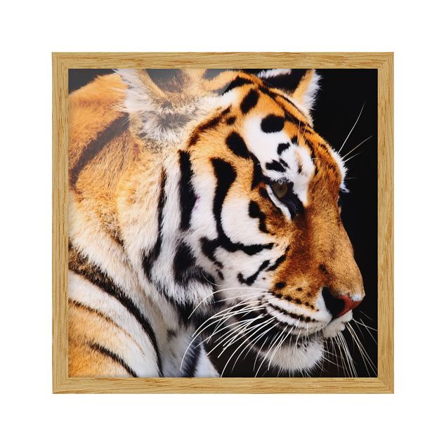 Wanddeko Flur Tiger Schönheit