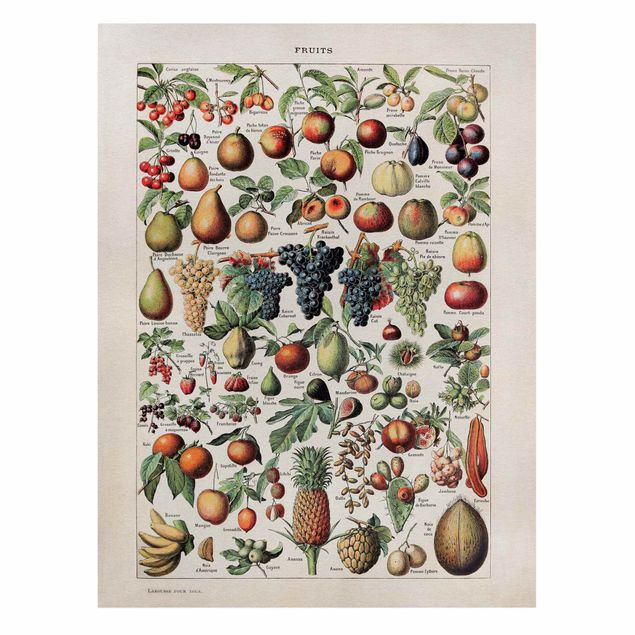 Wohndeko Pflanzen Vintage Lehrtafel Früchte