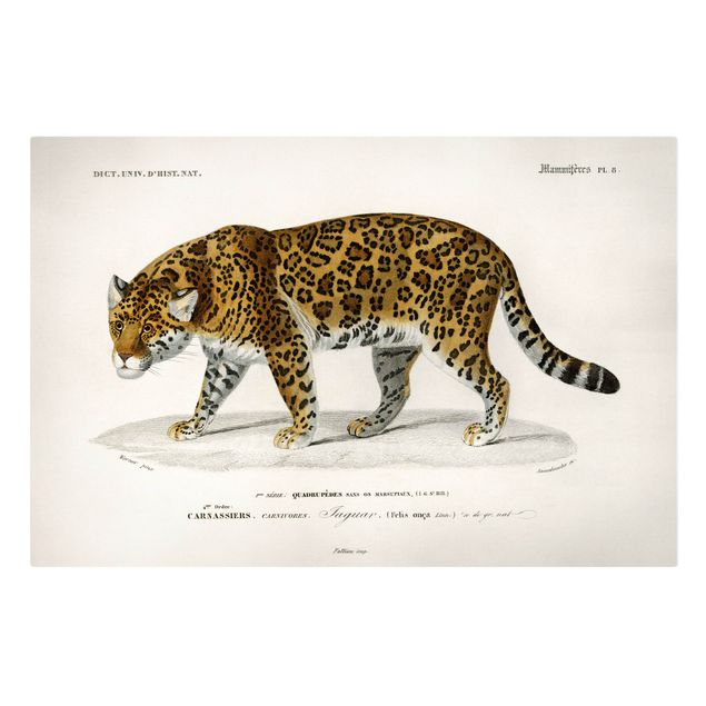 Leiwandbild Katze Vintage Lehrtafel Jaguar